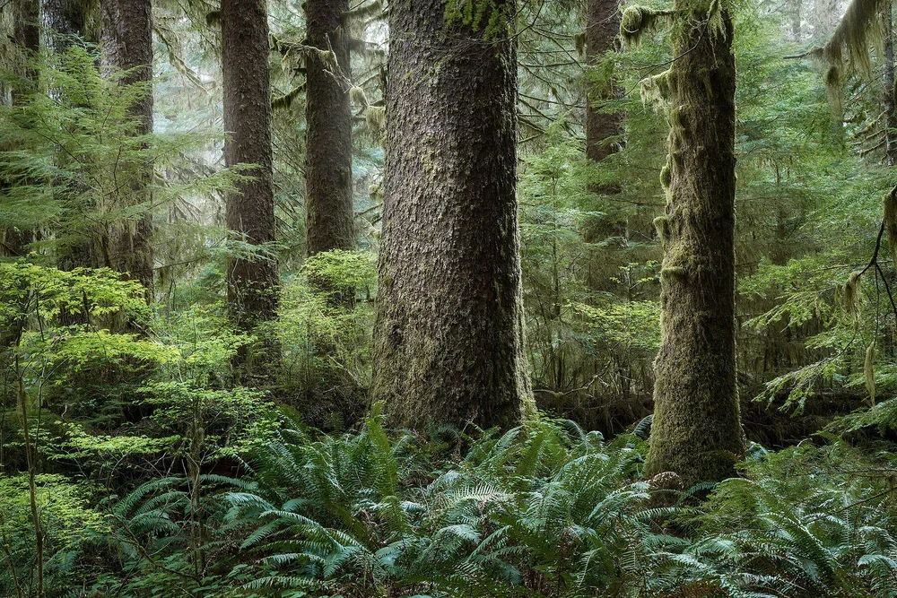 Misty BC rainforest canopy
