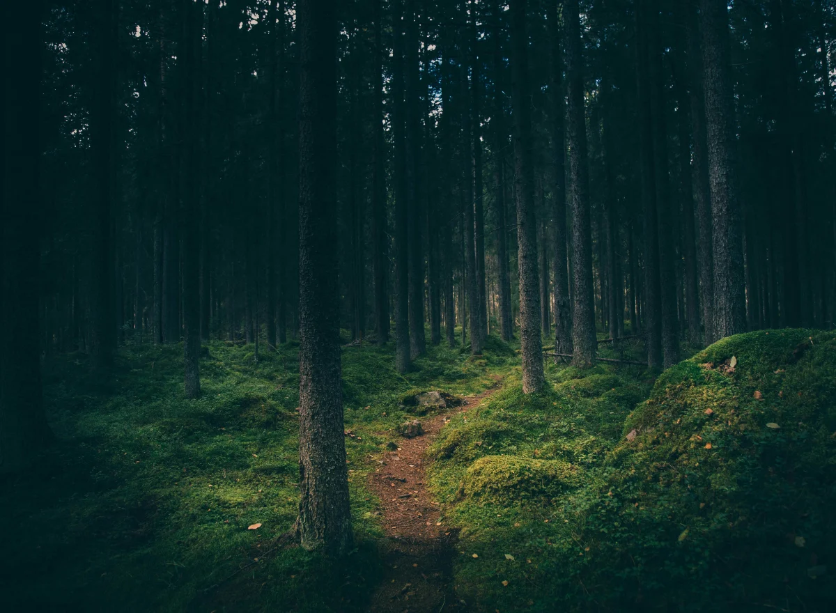 forest trail or clinic workspace